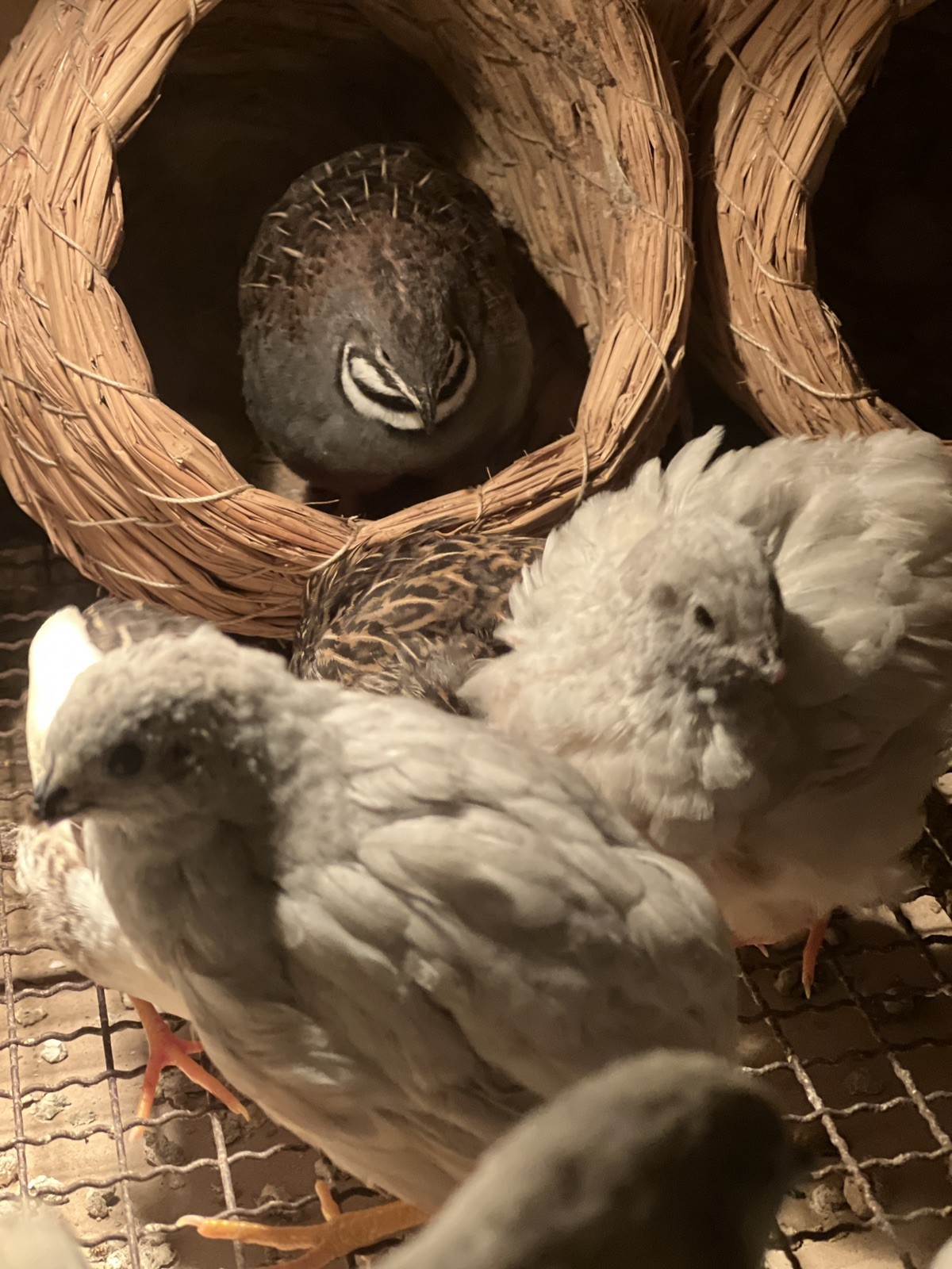 button quail hatching eggs