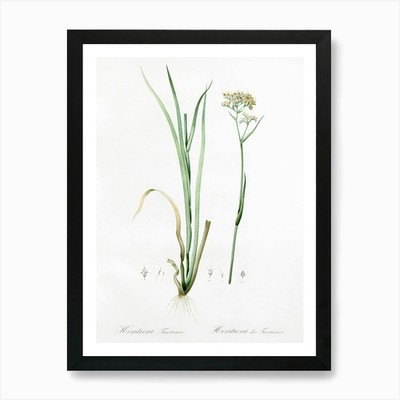 Carolina Redroot Illustration aus gerahmtem Wandbild Poster Leinwanddruck Bild