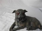 Terra Cotta Pug Dog Antique c1870 Rare Glass Eyes Superb Mint Condition — photo 8