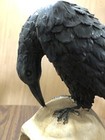 Foto 5 di 14