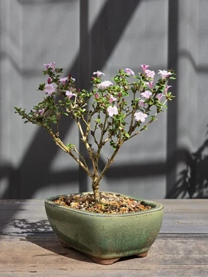 Serissa Bonsai FREE EXPRESS POST As It Is With The Pot - image 1 of 4