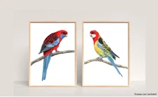 Watercolour Rosella Bird Prints - Crimson Rosella and Eastern Rosella