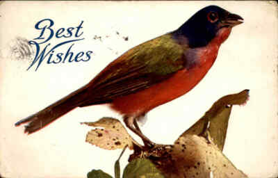 Postcard Best Wishes Red Purple Green Bird on a Leaf Sparrow Finch c. 1909