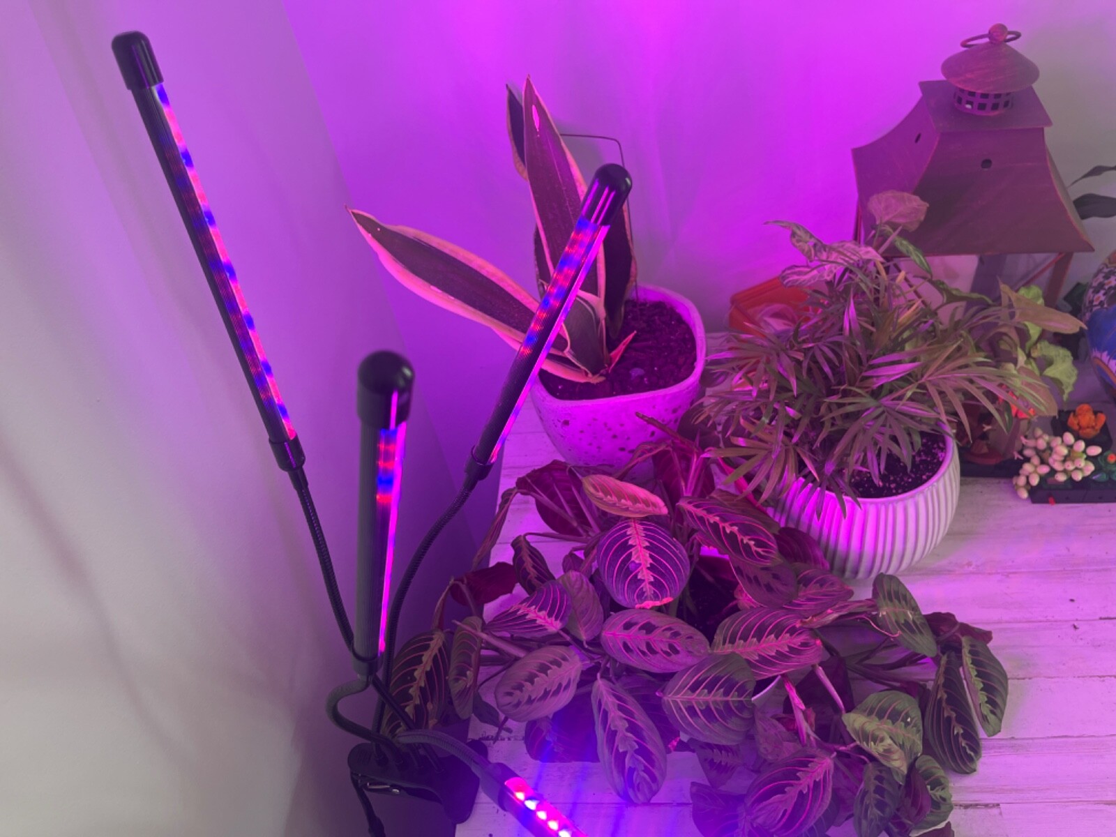 Ankace 40 W Dual Head Adjustable Indoor Grow Light for many plant types&nbsp;