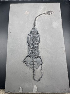 Professionally Prepped Keichousaurus Fossil Fossil Keichousaurus Amazing Detail!