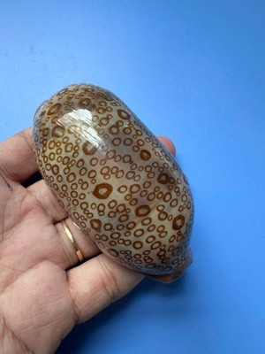88.2mm | Cypraea Argus| F+++ GEM | BIG size |Beautiful shell