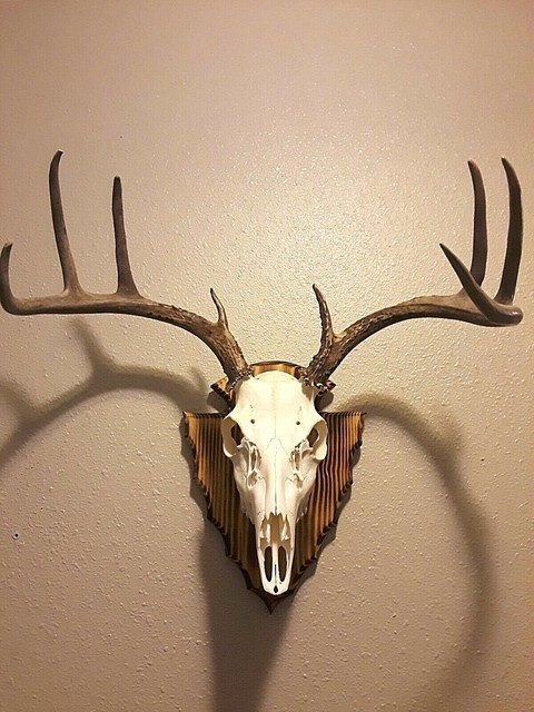 Deer Head Mount >> European Deer Skull Mount Plaque Deer Head Mount >> European Deer Skull Mount Plaque