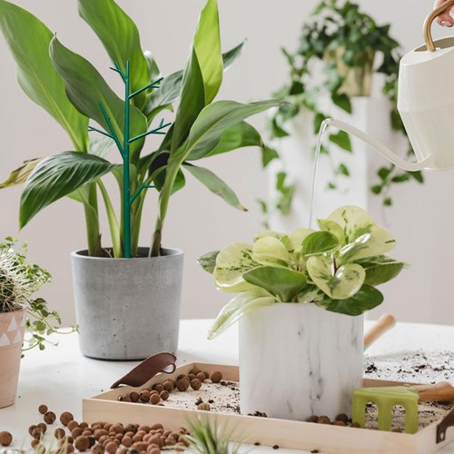 5Pcs Indoor Plant Trellis Climbing Plant Support Garden Vegetable Potted Flower - Picture 6 of 8