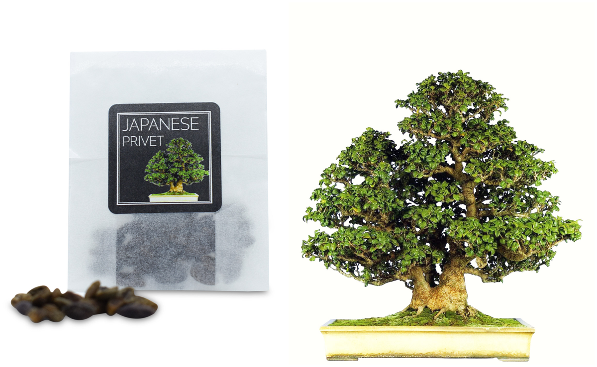 30 Japanese Privet Bonsai Seeds | Grow Your Own Bonsai Tree | Good Bonsai  Gift | eBay