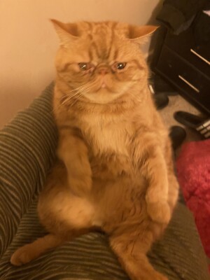 gumtree exotic shorthair