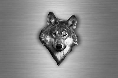 Sticker car sticker tuning motorcycle Wolf Lupo Lobo Loup Wolfhound head R2