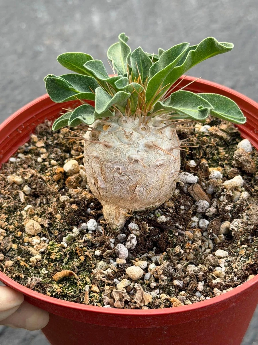 Pachypodium Caudex Cactis&Succulents for sale | eBay