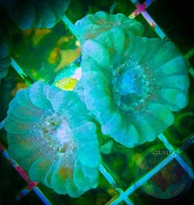 SAF~"WYSIWYG" Green Candy Cane Coral frag, LPS, Soft,Colony, trumpet coral