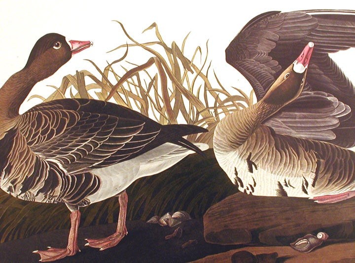 John James AUDUBON White-fronted Goose From The Birds of America