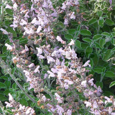 Sage Greek - 1 Plant - Garden Kitchen Herb for