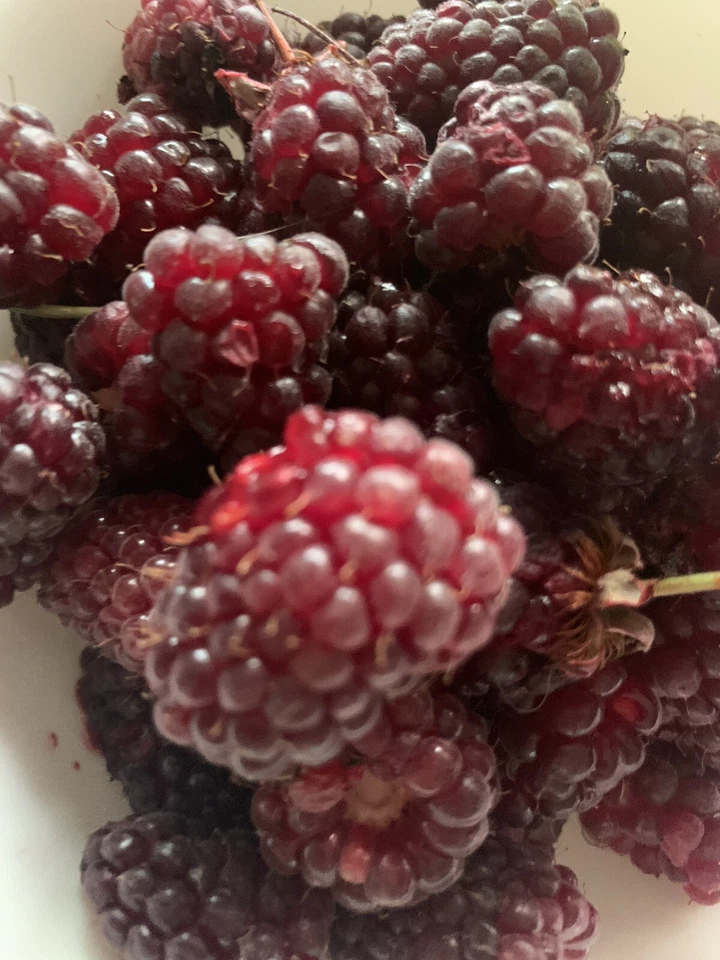 Tayberry 50 Samen Kreuzung aus Himmbeere und Brombeere - Bild 4 von 4