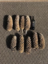 Large Sugar Pinecones Size 18" 14" 12" from Murphys Ca Naturally Harvested Lot 8