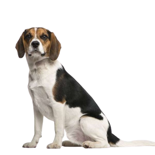 BEAGLE - Etiquetas de dirección de devolución - 1" x 2 5/8" - Personalizadas - Imagen 12 de 50