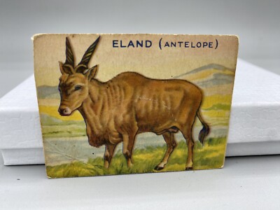Jungle Chewing Gum card #2 Eland, World Wide Gum Company