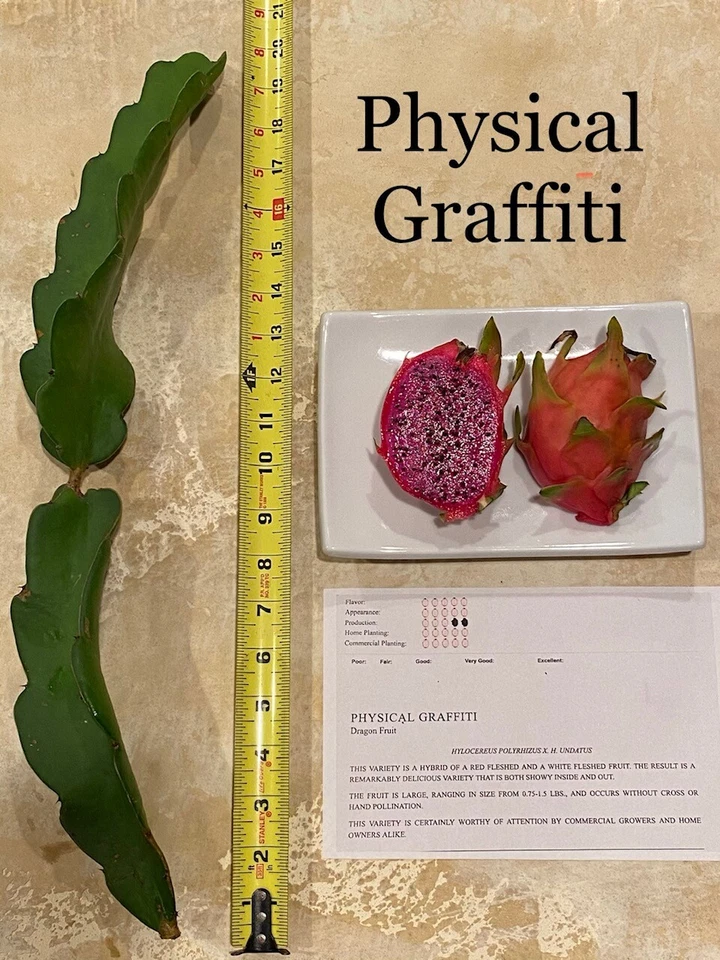 Best Dragon Fruit Cuttings 24-36”, each huge cutting and grow up to 3lbs fruit. - Image 4 of 4
