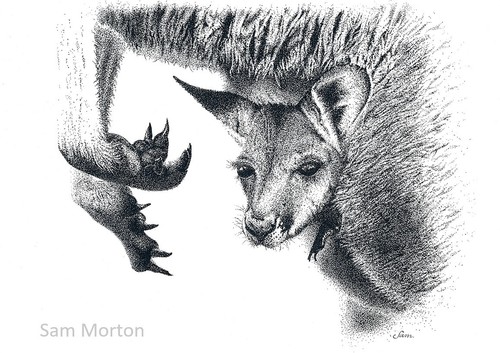Cute & Iconic Australian Kangaroo Joey - A5 Art Print (on 250gsm paper) - Picture 2 of 5