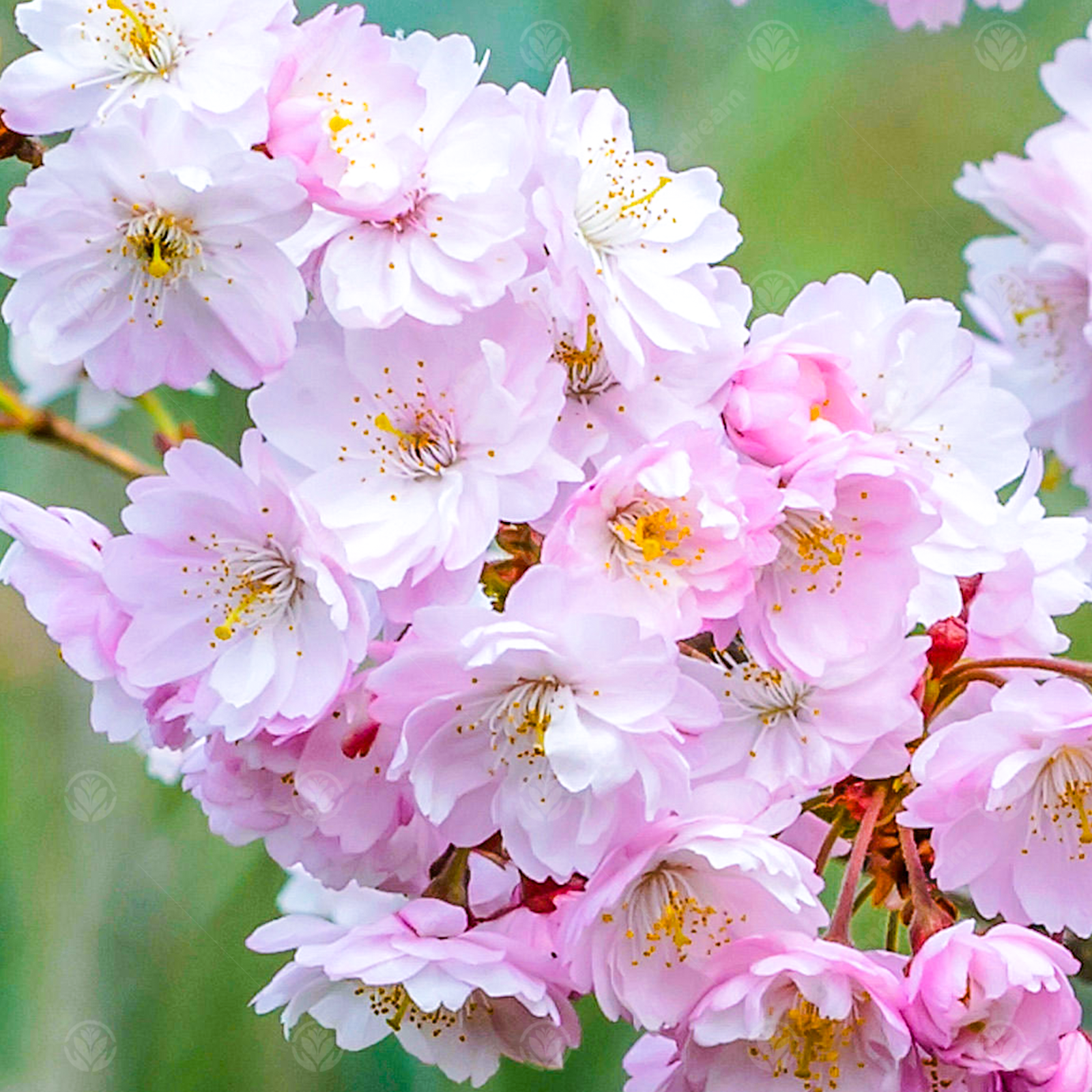 Prunus x subhirtella 'Autumnalis Rosea' | Winter Flowering Cherry Tree | 5-6ft