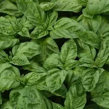 Newton Basil Seeds - 40 Seeds