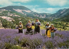 Antique virgin postcard PROVENCE folklore picking lavender