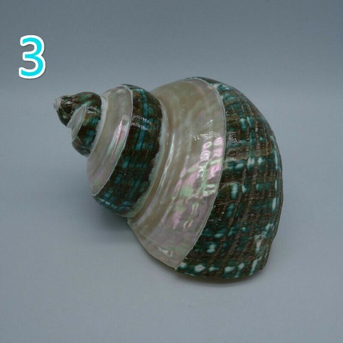 10cm Natural Green Shell Conch Craft Sea Snail Fish Tank Decor Ornament Noverlty - Picture 12 of 12