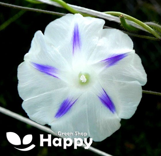 MORNING GLORY MILKY WAY - 40 seeds - Ipomoea tricolor - Vine