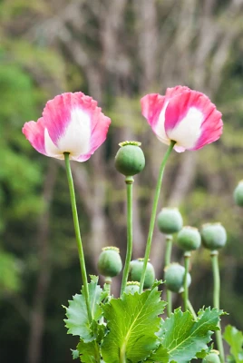 SEEDVILLE USA 200 Organic AMPHORA POPPY Pink & White Papaver Flower Seeds
