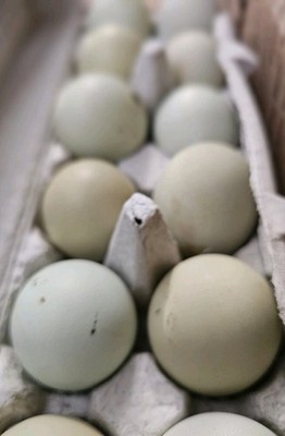 12++ bantam/easter egger cross, possible purebreeds!!