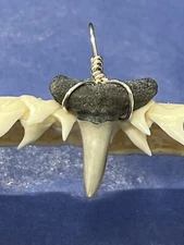SHARK TOOTH PENDANT. 7/8 Inch Fossilized LEMON Shark Tooth From Bone Valley Fl 