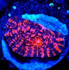 Corals of Eden ~  WYSIWYG Live Coral Frag ~ Pomegranate Chalice Coral — photo 4