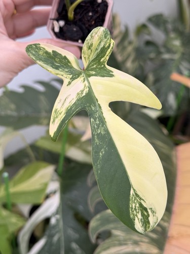 ✨Highly Variegated Philodendron Florida Beauty✨~Established Indoor/Outdoor Plant - Picture 3 of 9