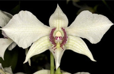 Dendrobium Royal Wings x self orchid