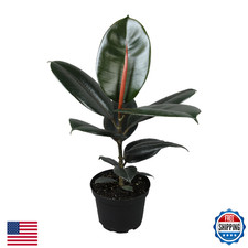 Burgundy Ficus Live Tree 16" Tall in 6" Pot - Air Purifying Rubber Plant