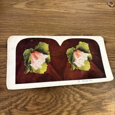 Antique Stereograph card Photo - Mexican Lily