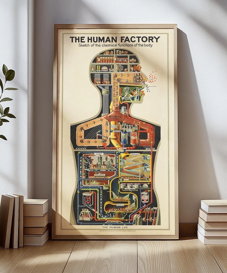 Vintage Anatomy Poster In Home Décor Posters & Prints for sale | eBay
