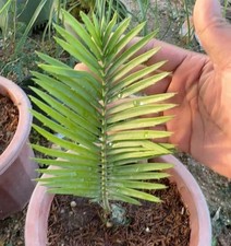 Encephalartos cerinus WYSIWYG radice propria boutique 3 cm