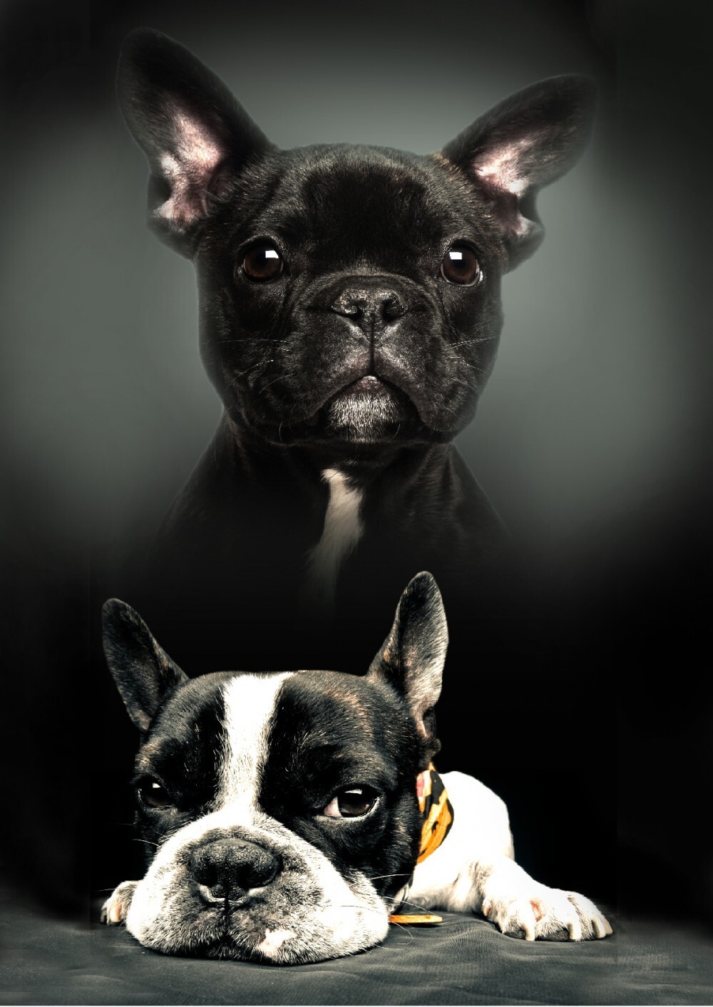 French Bulldog Print Fleece Polar Blanket 100 x 140 cm - Sofa Throw