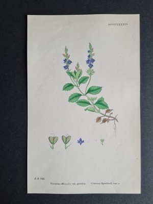 Antique 1873 print - English Botany - Veronica officinalis - Common Speedwell
