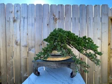 AWESOME! Fantastic Procumbens Nana Juniper Pre-Bonsai, 16 Years, Strong Trunk