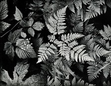 1950s Vintage ANSEL ADAMS Wet Fern Leaf Forest Botanical Photo Gravure Art 12x16