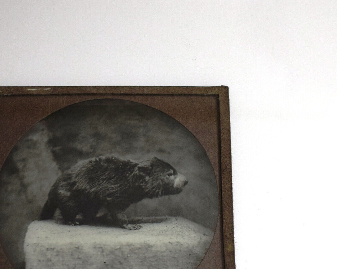 Picture 5 of 5