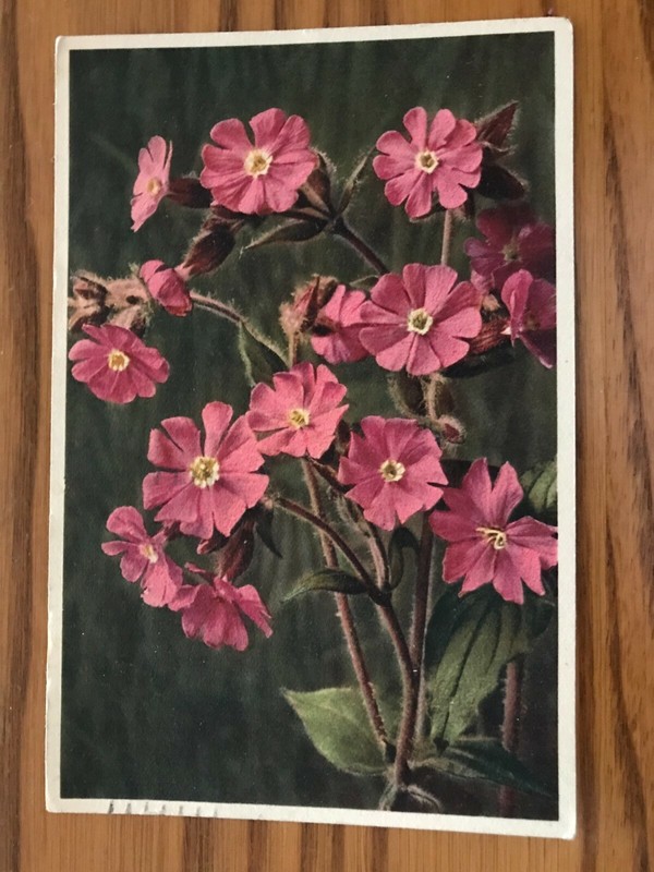 Vintage Postcard - Red Campion (Lychnis diurna) - Postmarked 1942 - Thor Gyger