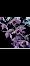 Dendrobium anosmum 'Lavandar' Orchid Cutting Vegetative Purple Green