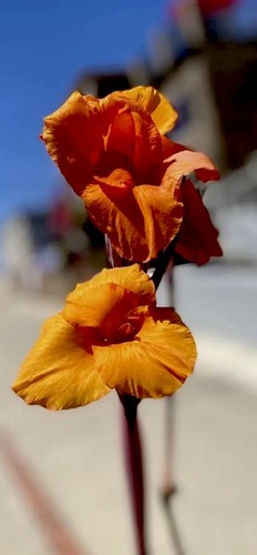 1 Bengal Tiger “Pretoria” Canna Lily Rhizome Bulb Orange Blooms - Picture 4 of 6