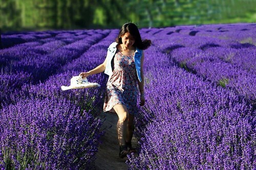 Tooget Fragrant Lavender Buds Organic Dried Flowers Wholesale, Ultra Blue Grade - Bild 4 von 5
