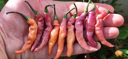 15 semi di peperoncino PURPLE PEACH (+omaggio ogni 5 acquisti) - Foto 4 di 19